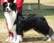 collies