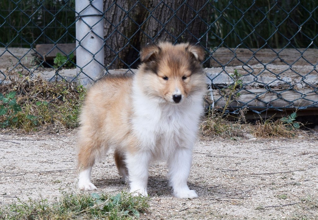 collies