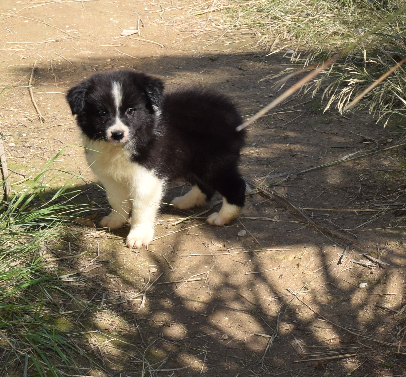 collies