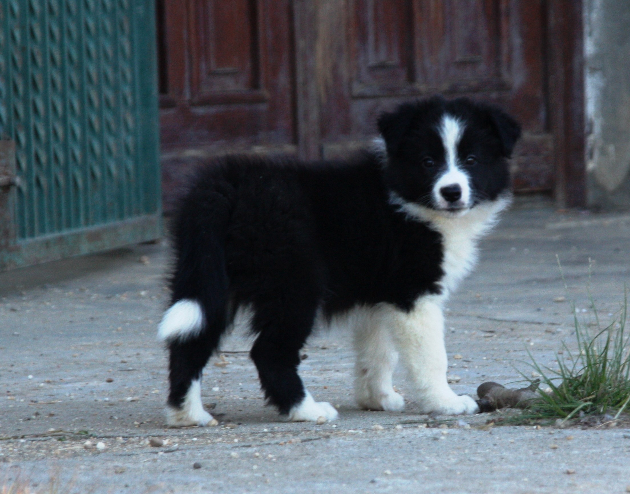 collies