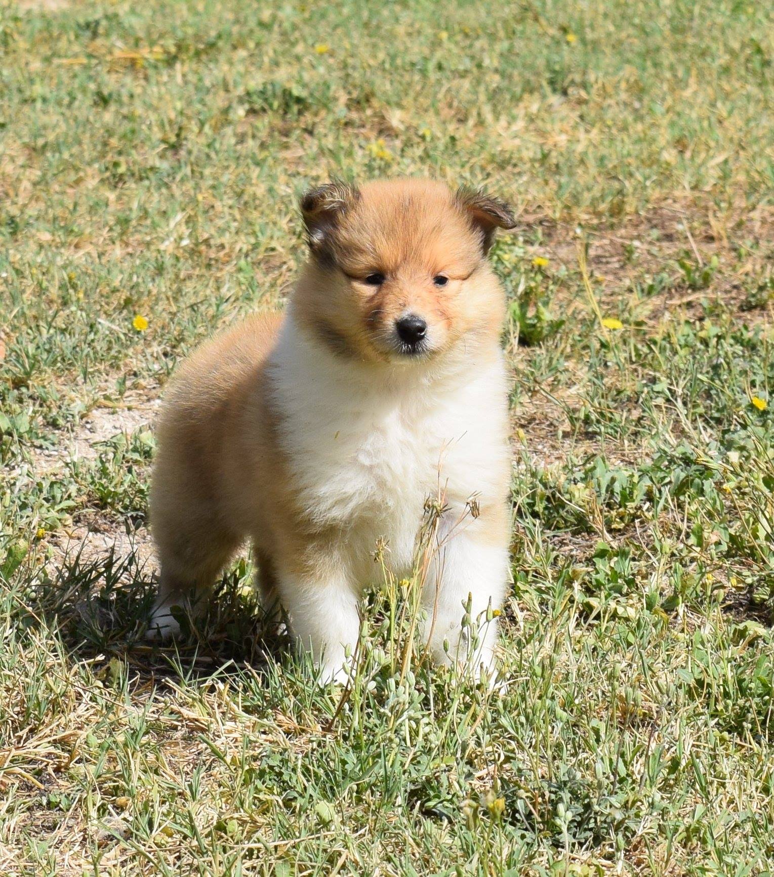 collies