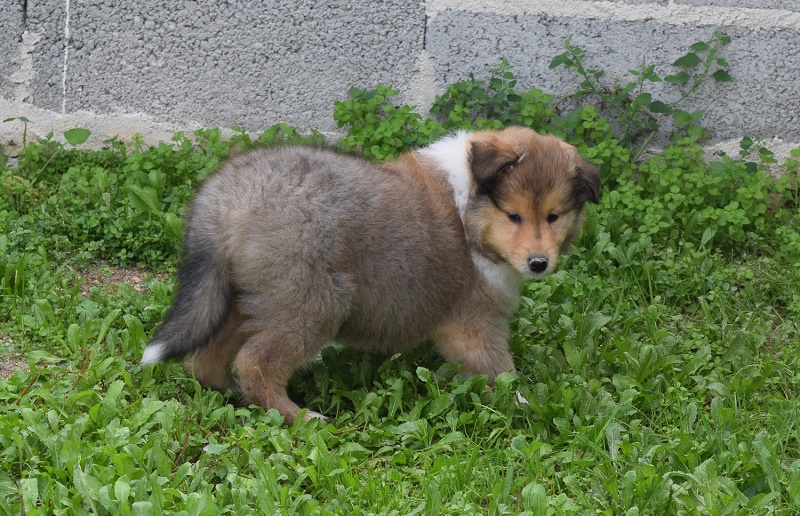 collies