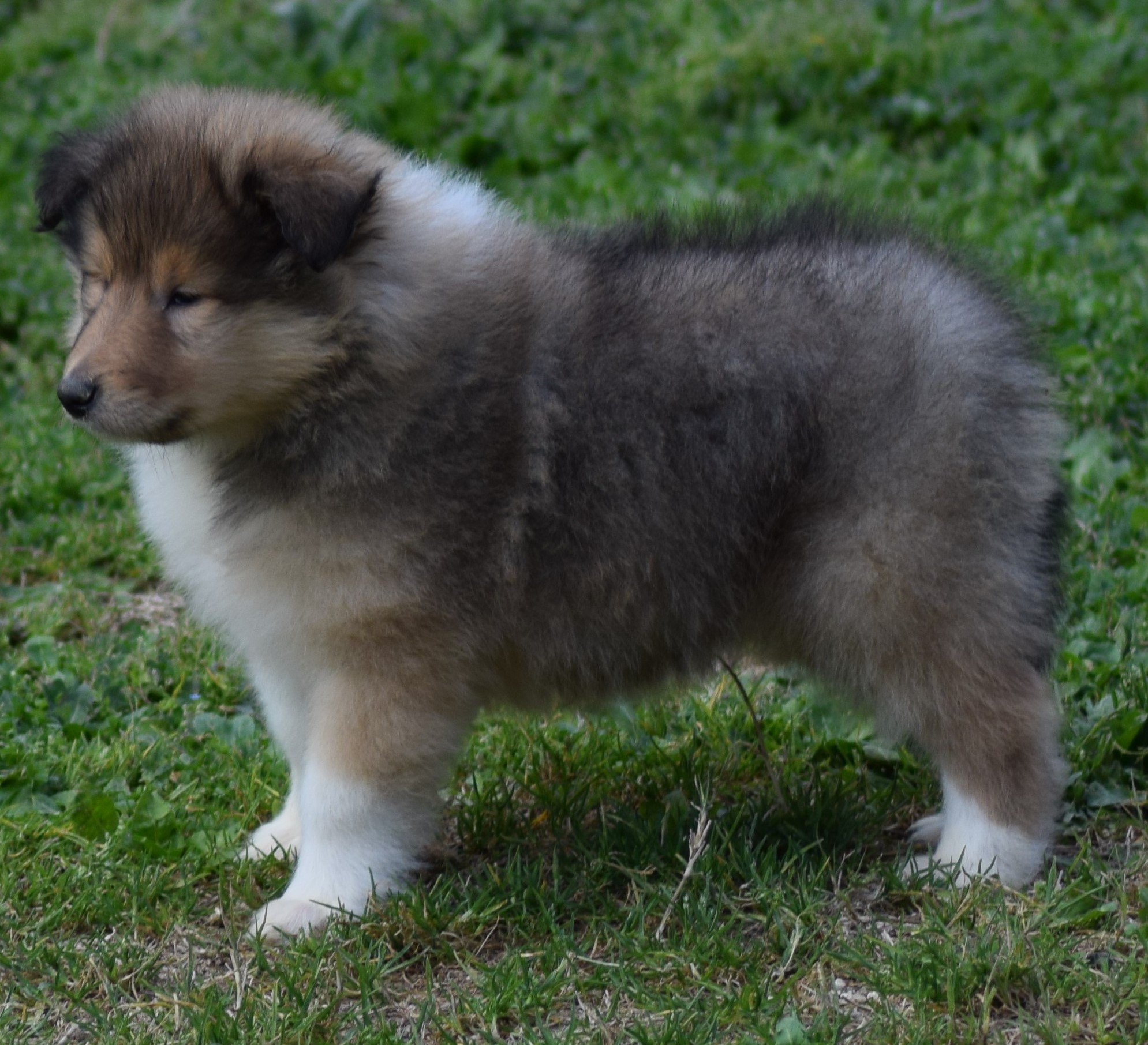 collies