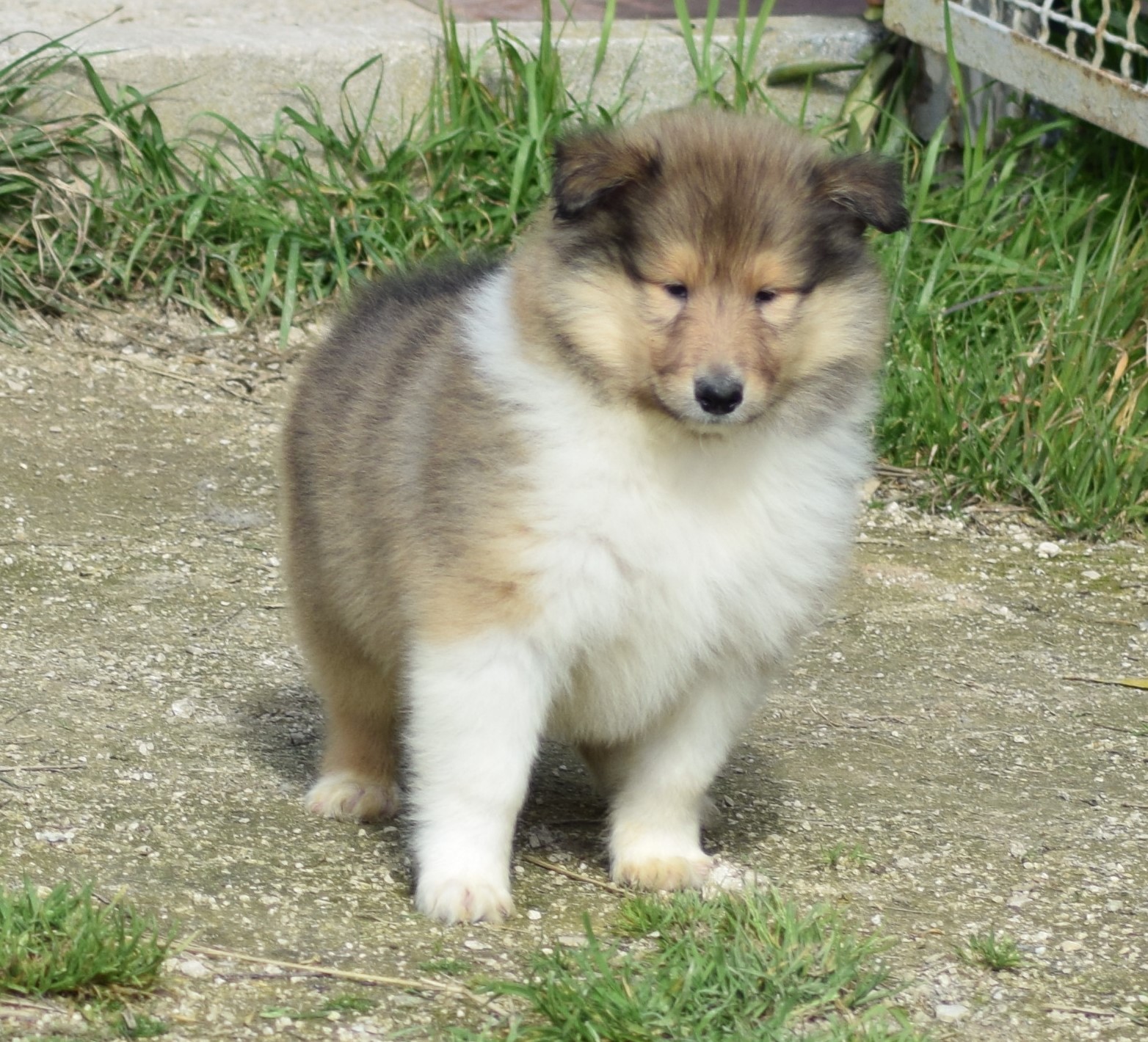 collies