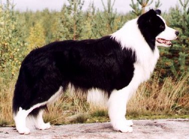 collies