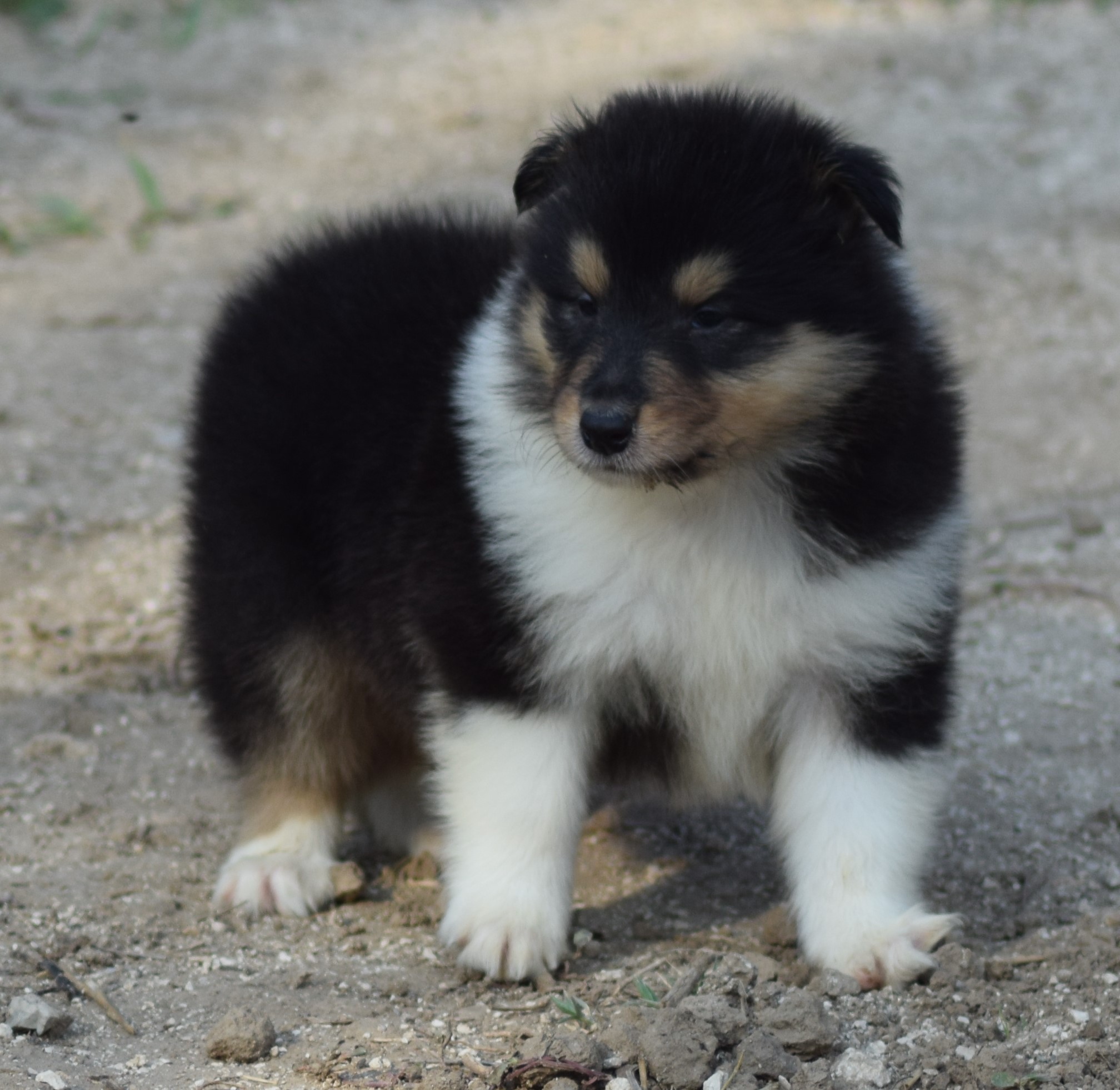 collies