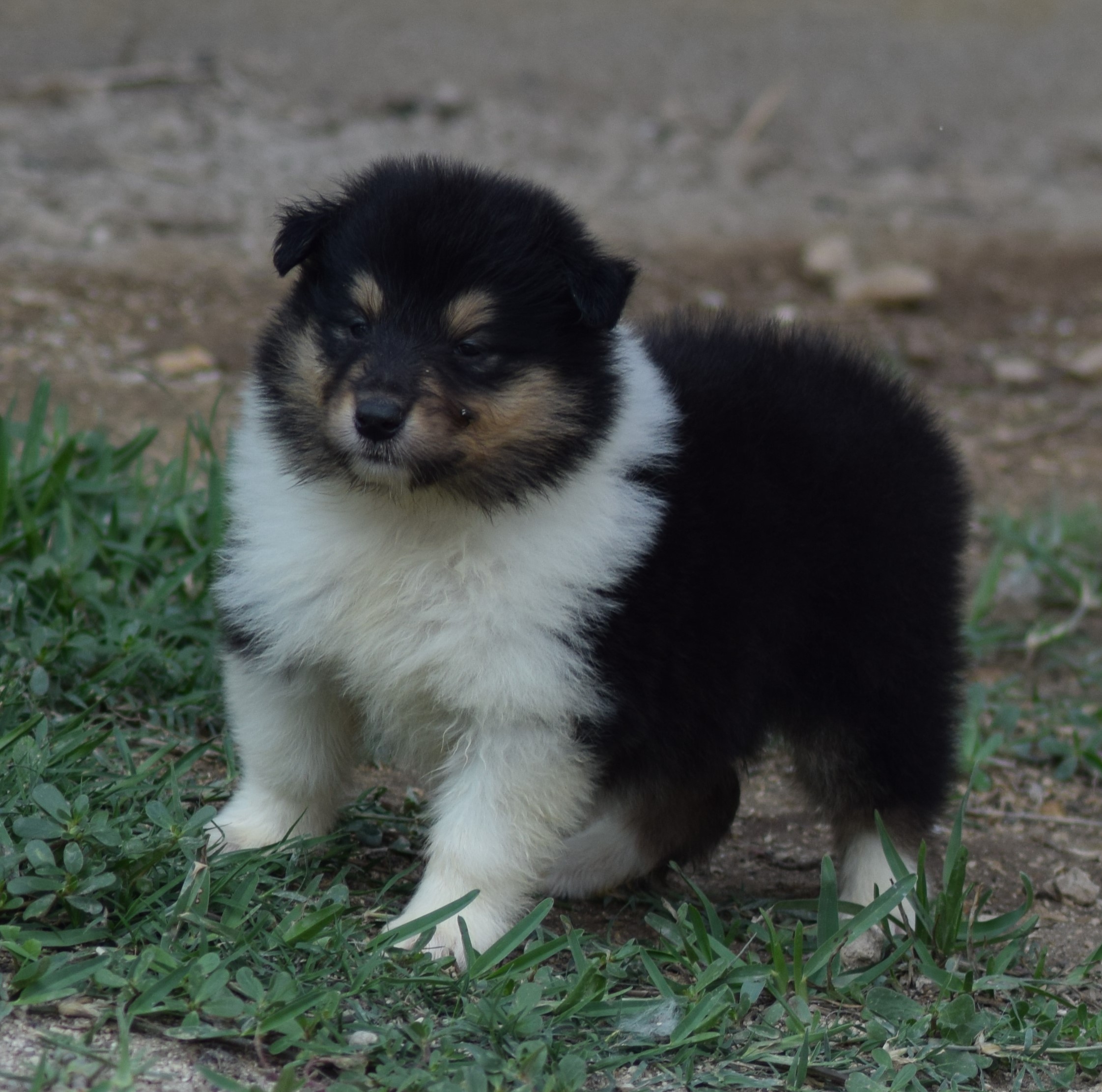 collies