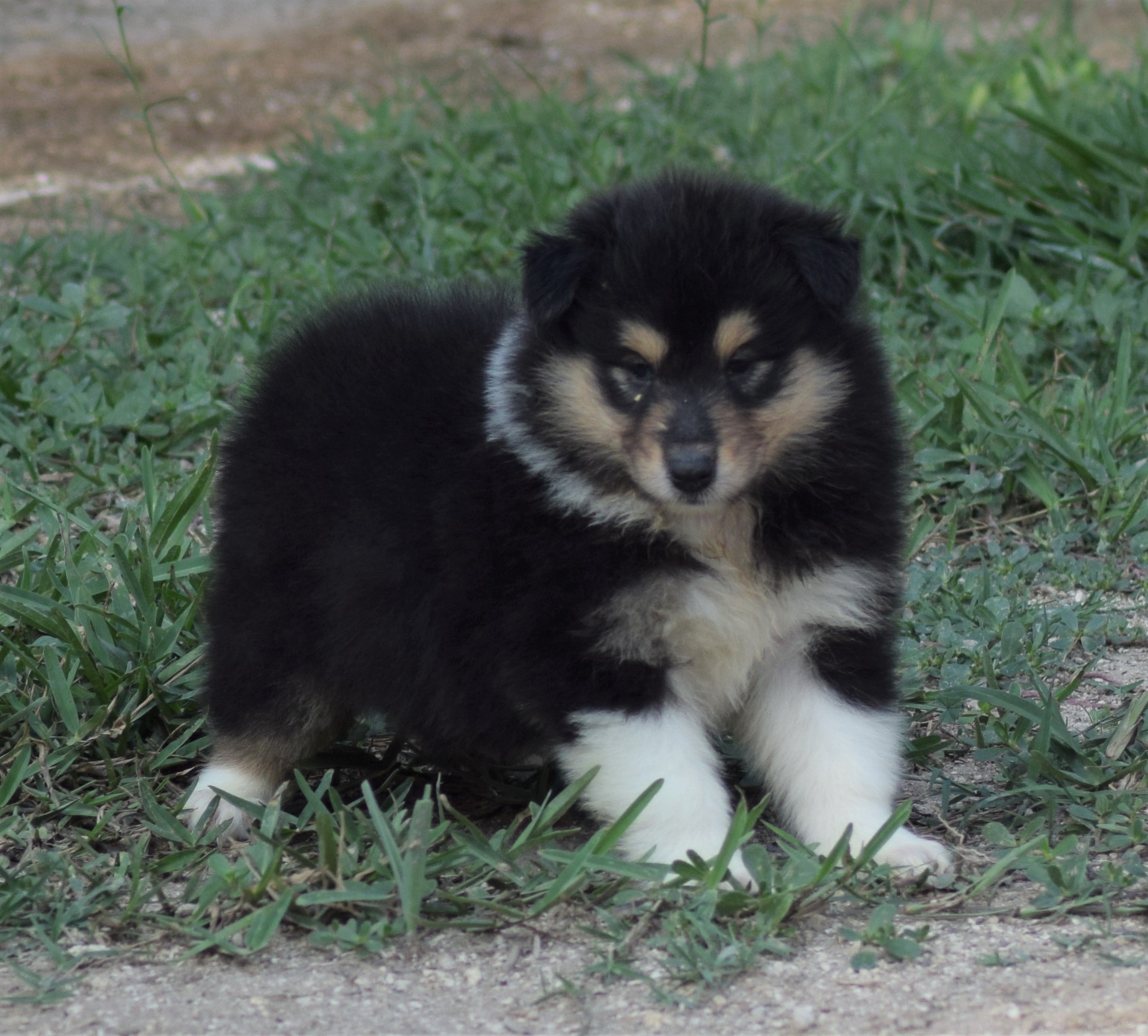 collies