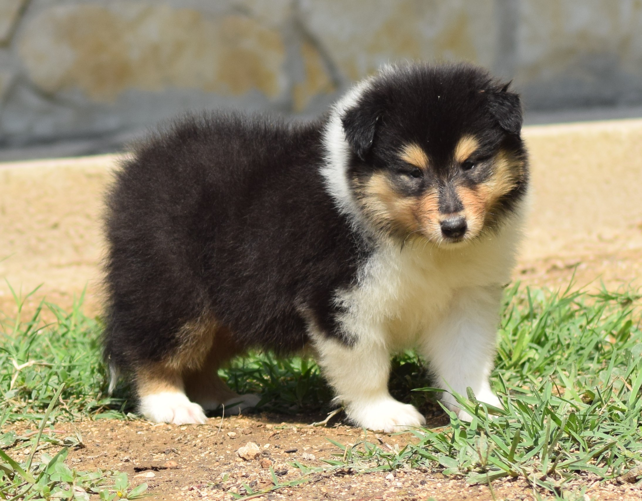 collies