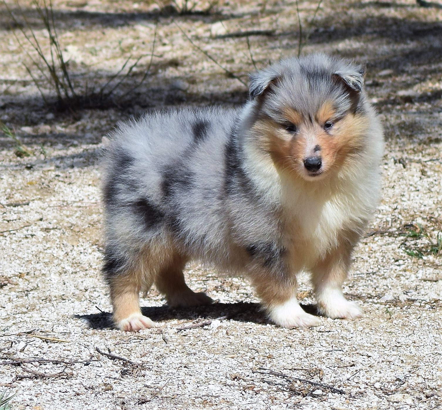 collies