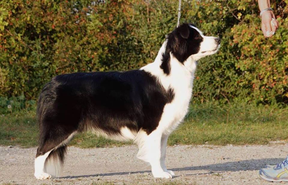 collies