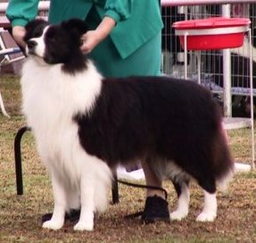 collies