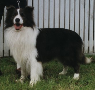 collies