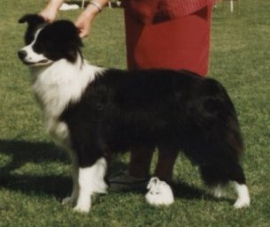 collies