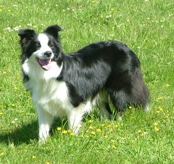 collies