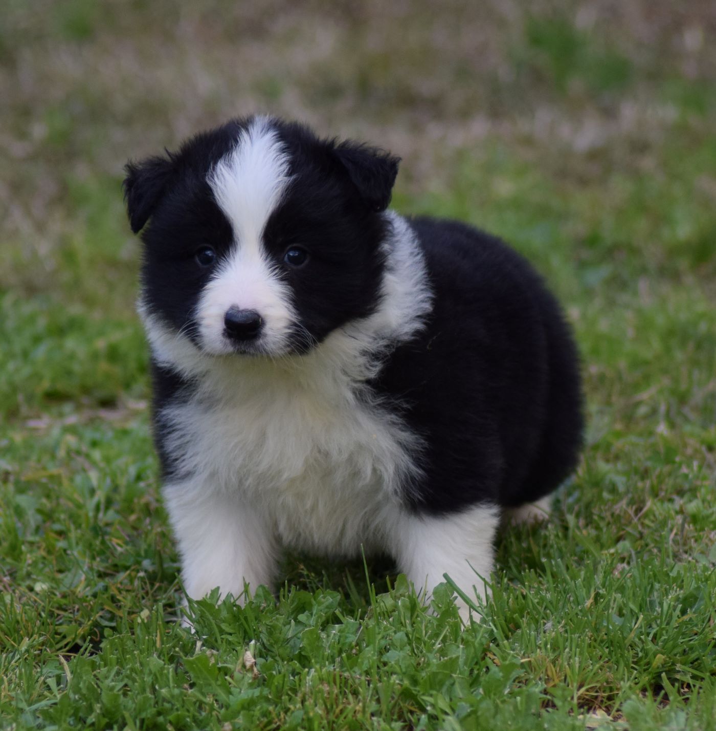 collies