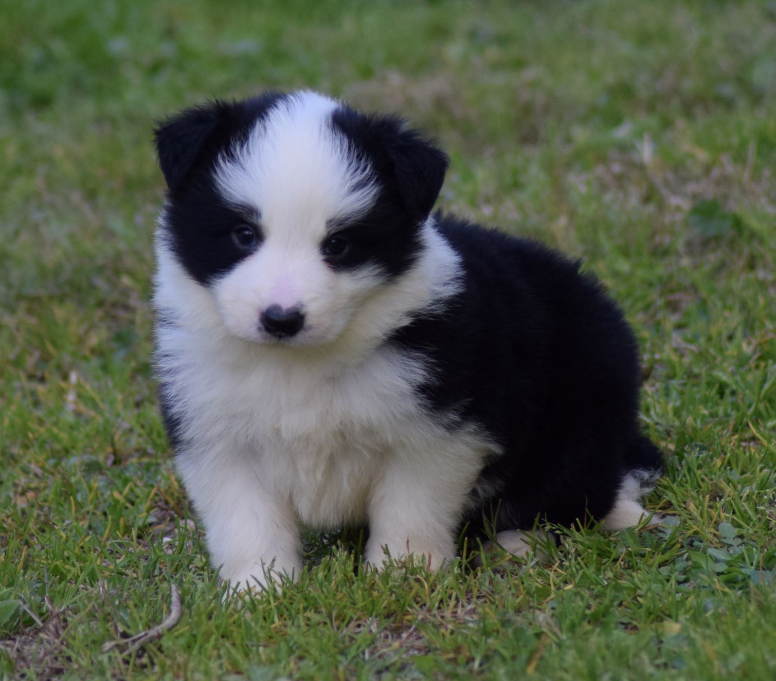 collies