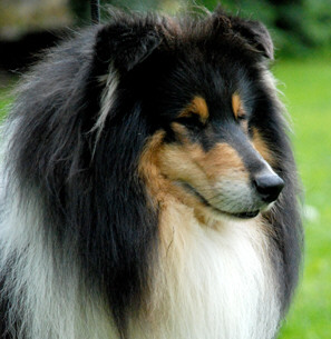 collies