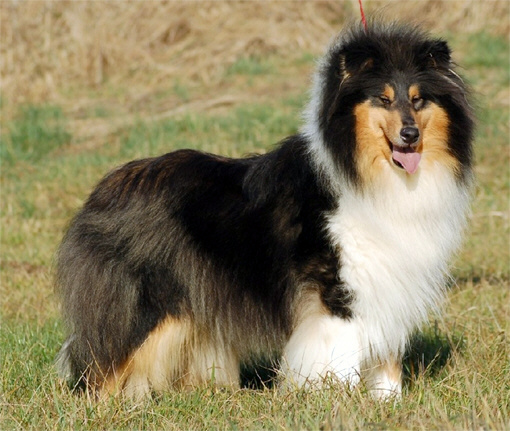 collies