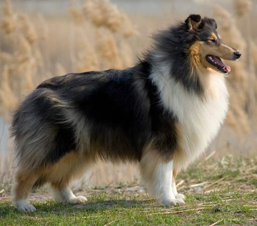 collies