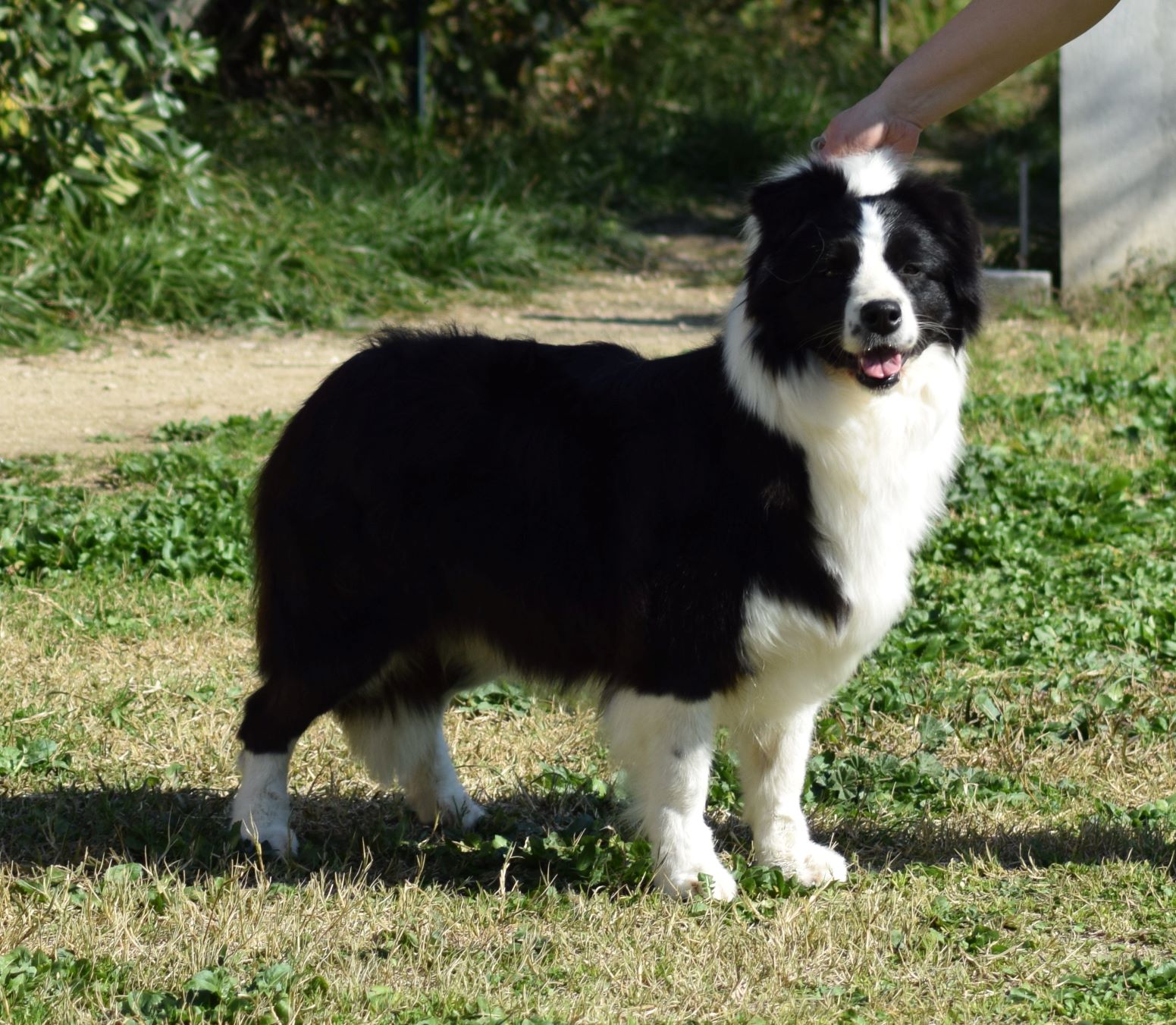 collies