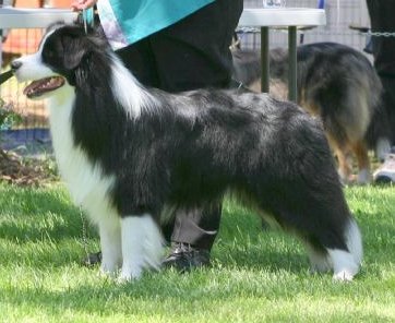 collies