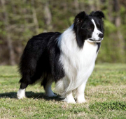 collies