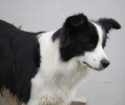 collies