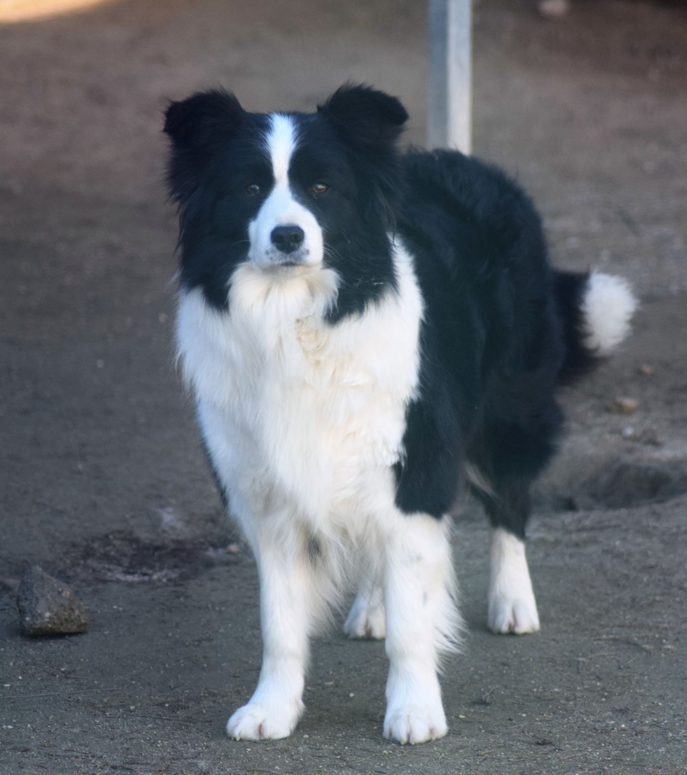 collies