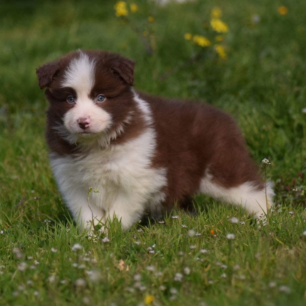 collies