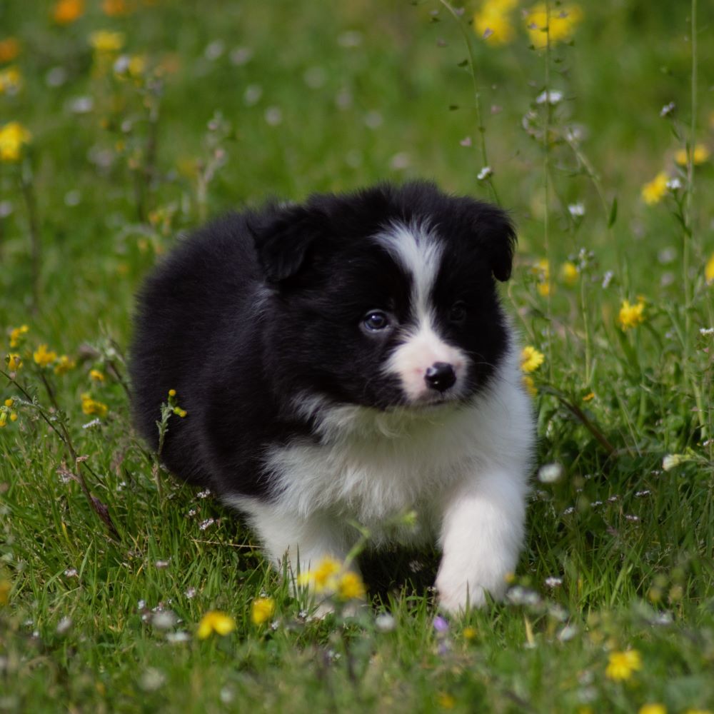 collies