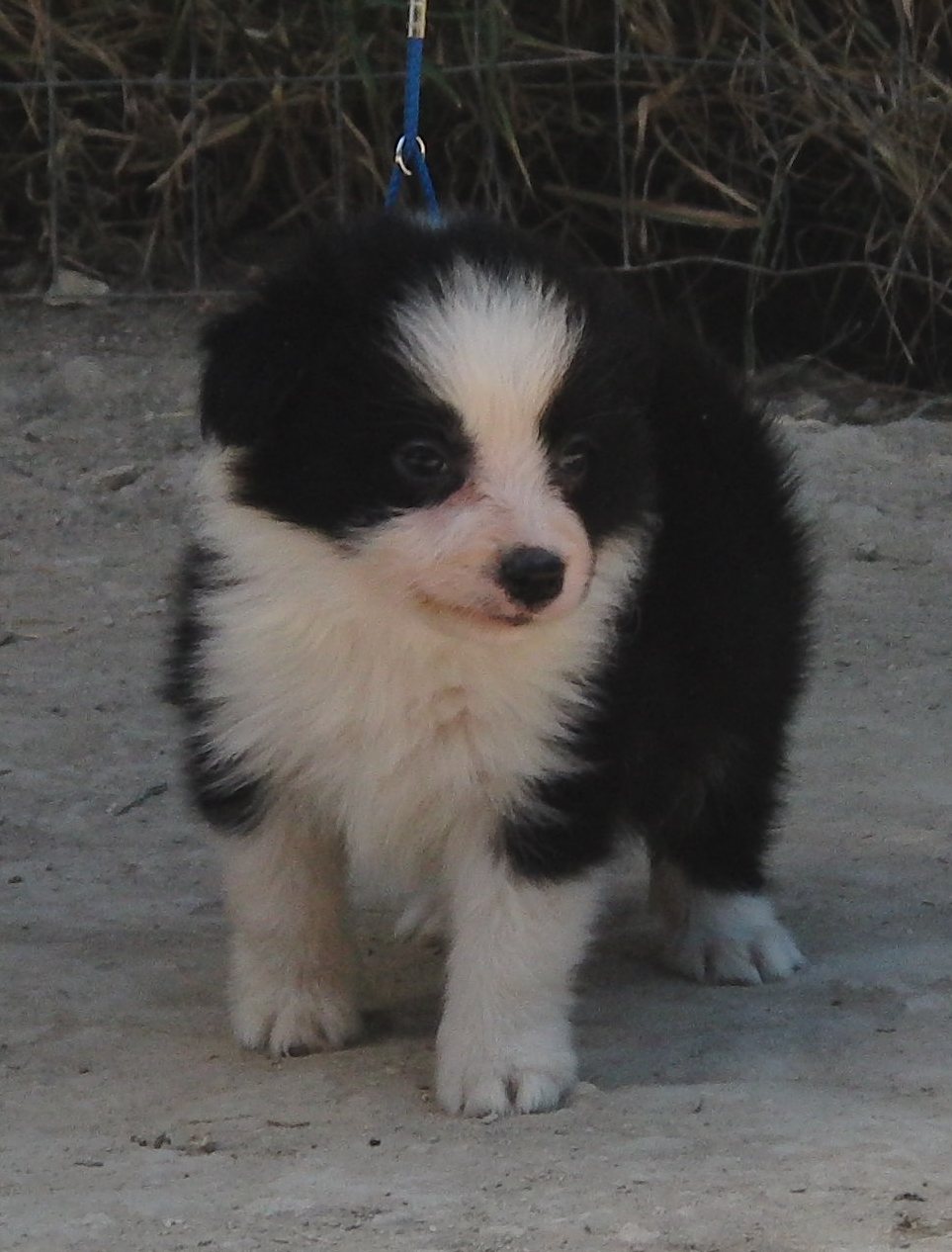 collies