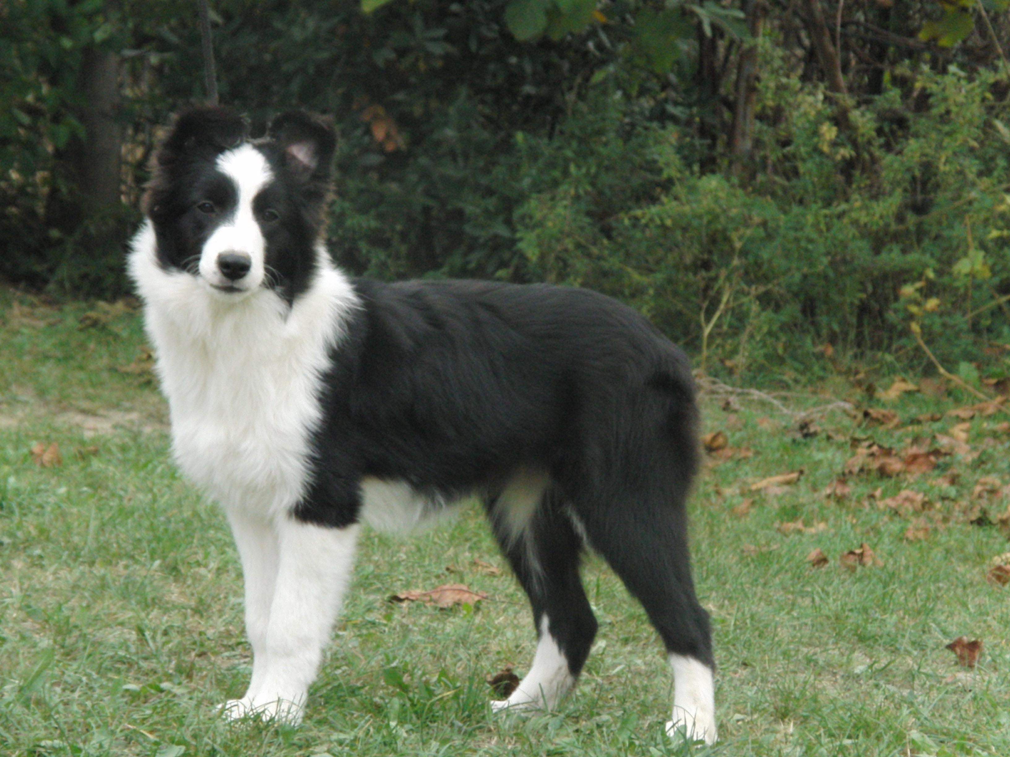 collies