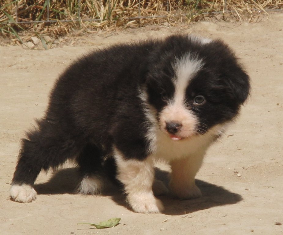 collies