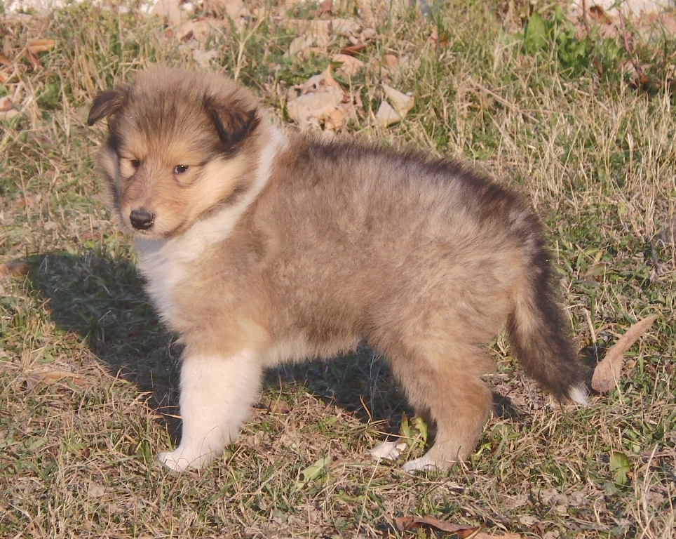 collies