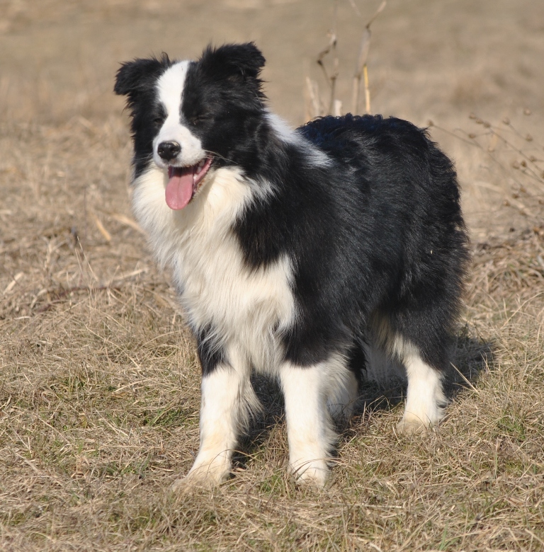 collies