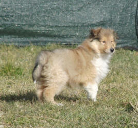 collies