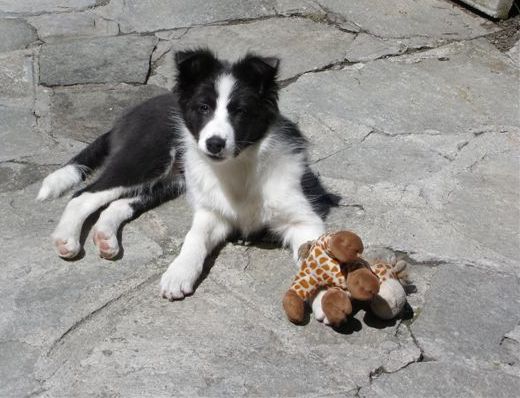 collies