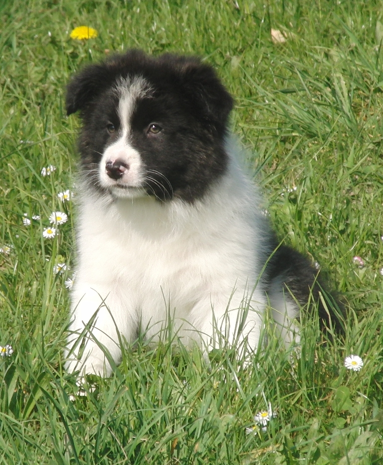 collies