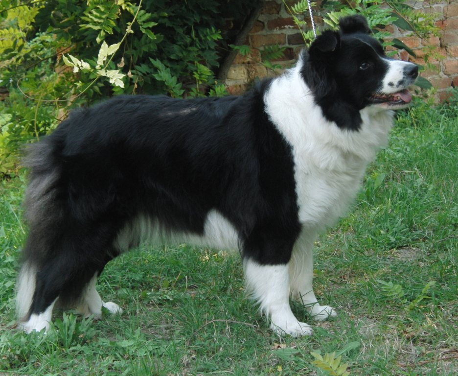 collies