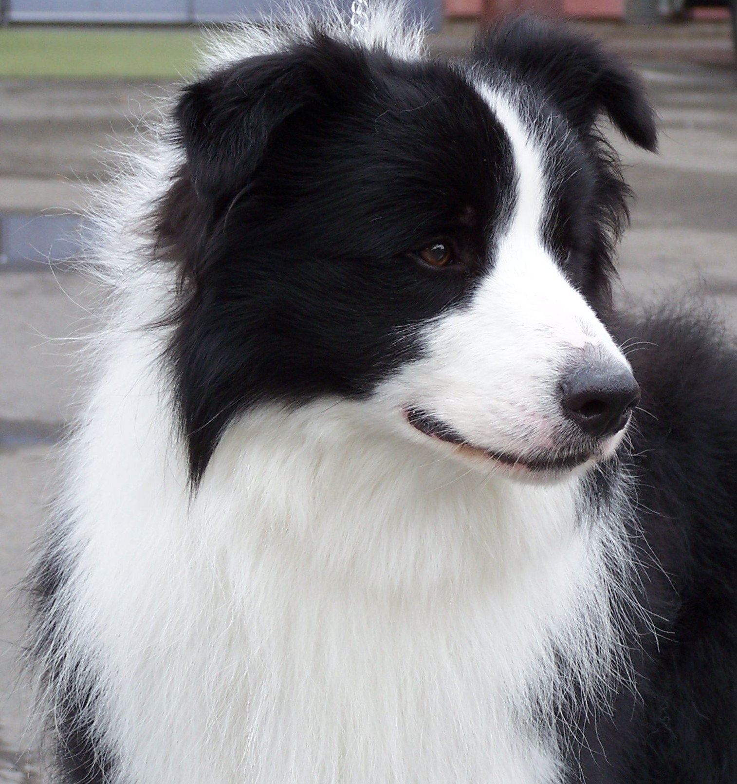 collies