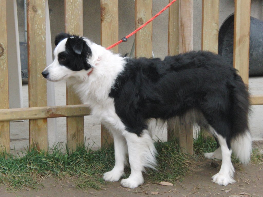 collies