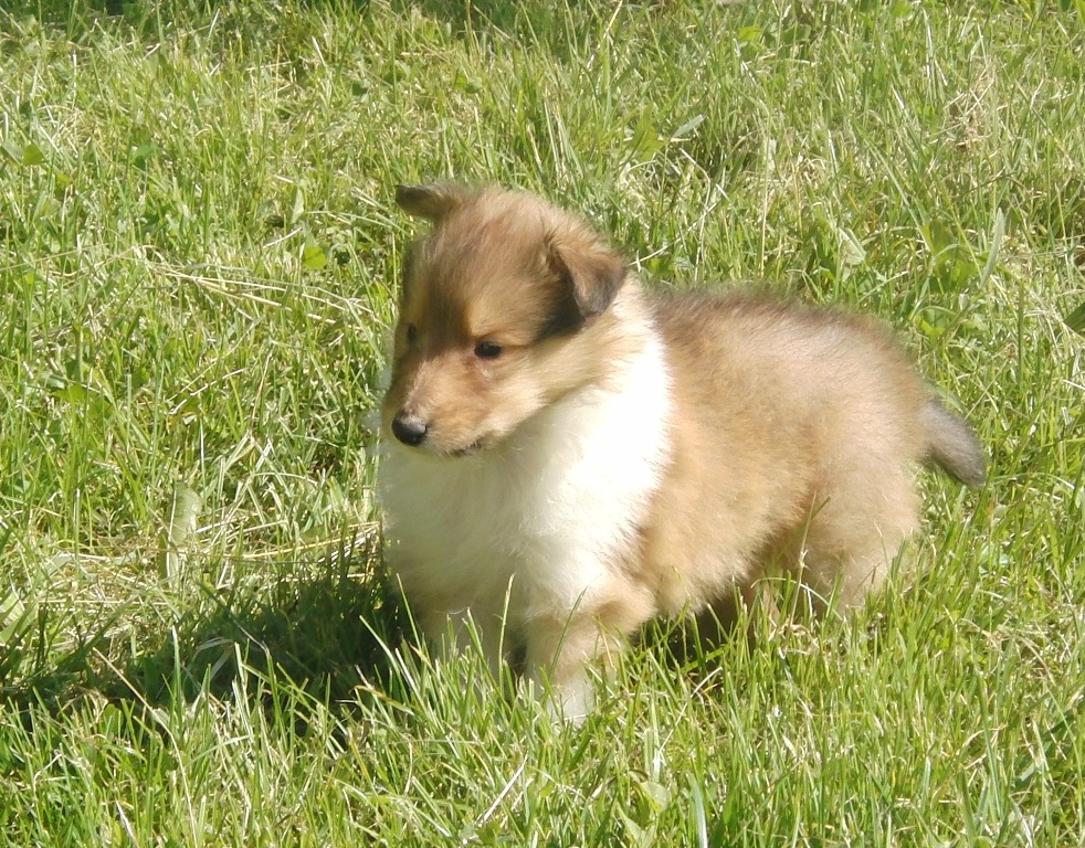 collies