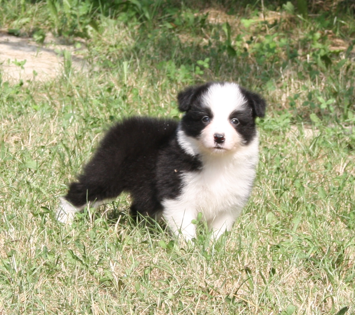 collies