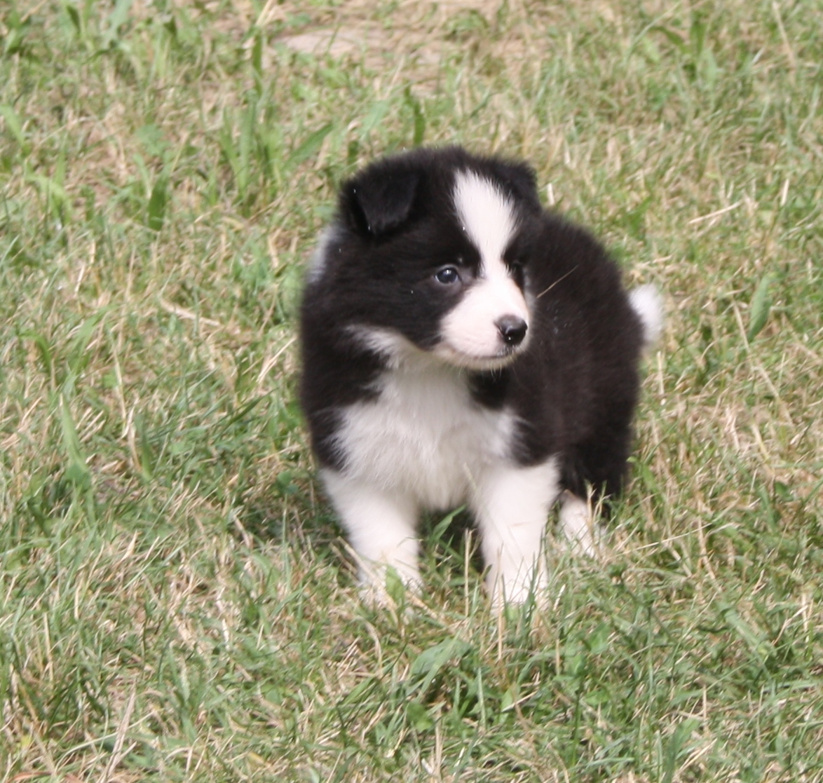 collies