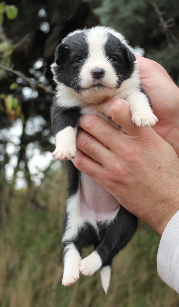 collies