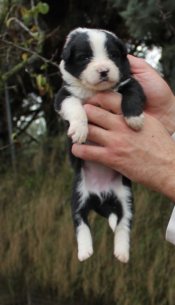 collies