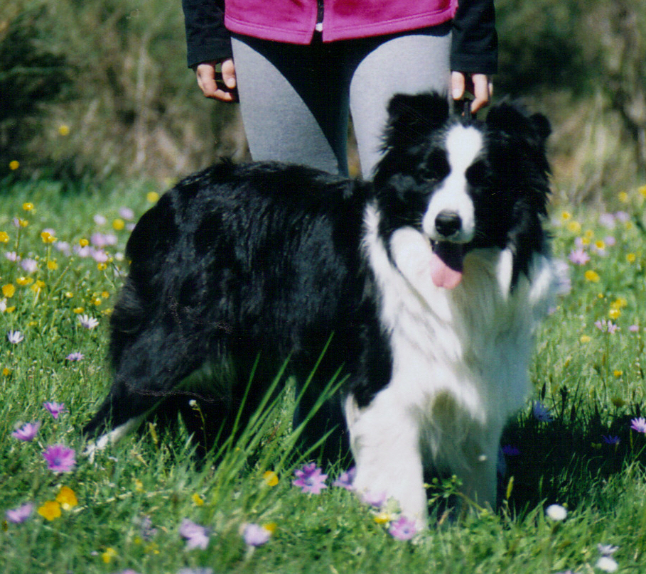 collies