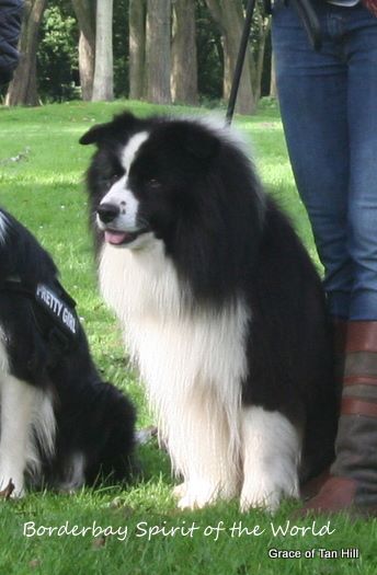 collies