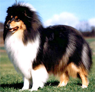 collies